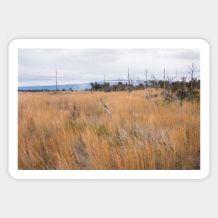 Orange grasses Sticker